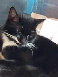 Lost Male Cat last seen Boundfield Road , Greater London, England SE6