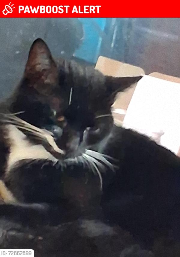 Lost Male Cat last seen Boundfield Road, Greater London, England SE6
