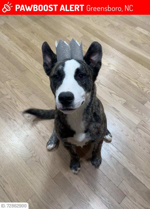 Lost Male Dog last seen Milan Rd and Hobbs Rd, Greensboro, NC 27410