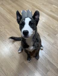 Lost Male Dog last seen Milan Rd and Hobbs Rd, Greensboro, NC 27410