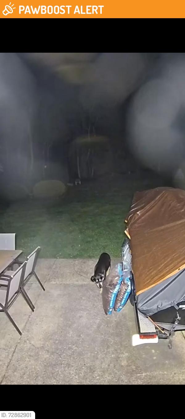 Found/Stray Unknown Dog last seen Ramblewood Farms neighborhood , Mount Laurel Township, NJ 08054