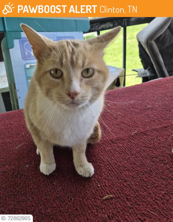 Found/Stray Male Cat last seen Granite Rd & Sulphur Springs Rd , Clinton, TN 37716