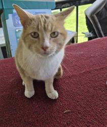 Found/Stray Male Cat last seen Granite Rd & Sulphur Springs Rd , Clinton, TN 37716