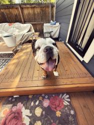 Found/Stray Male Dog last seen Chaffee Park, Denver, CO 80211