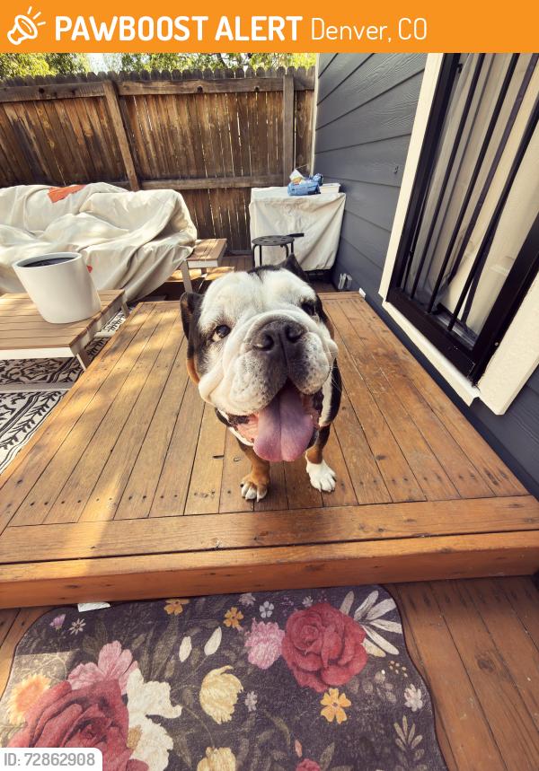 Found/Stray Male Dog last seen Chaffee Park, Denver, CO 80211