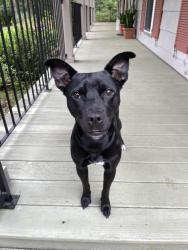 Found/Stray Female Dog last seen Howells Ferry Road near Summer Place neighborhood , Mobile, AL 36618