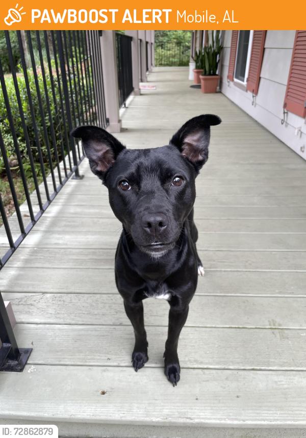 Found/Stray Female Dog last seen Howells Ferry Road near Summer Place neighborhood , Mobile, AL 36618