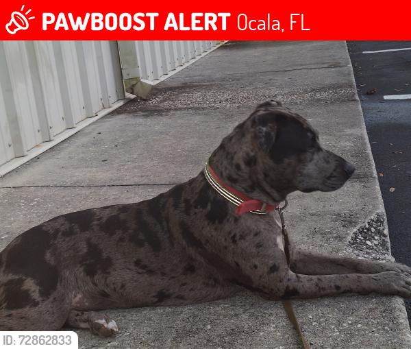 Lost Female Dog last seen Ne 8th rd and ne 12th ave, Ocala, FL 34470