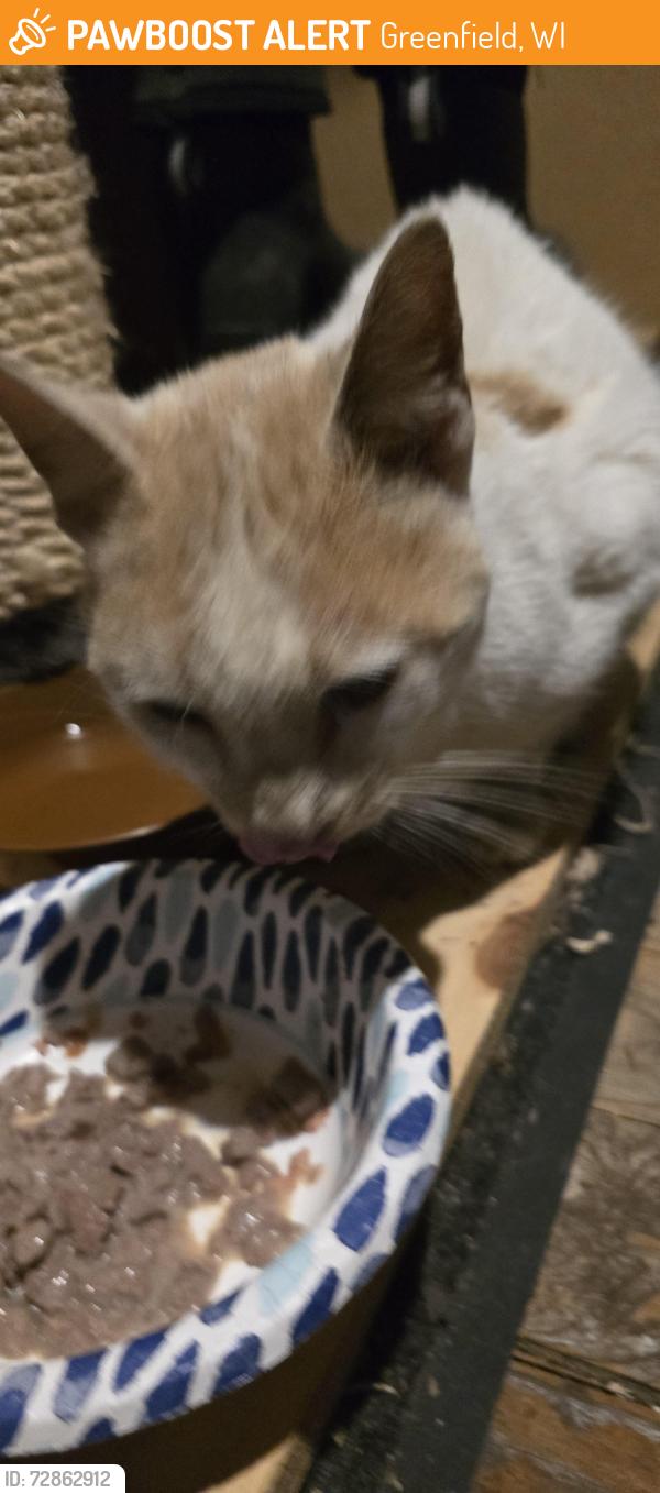 Found/Stray Male Cat last seen 96th and coldspring , Greenfield, WI 53228