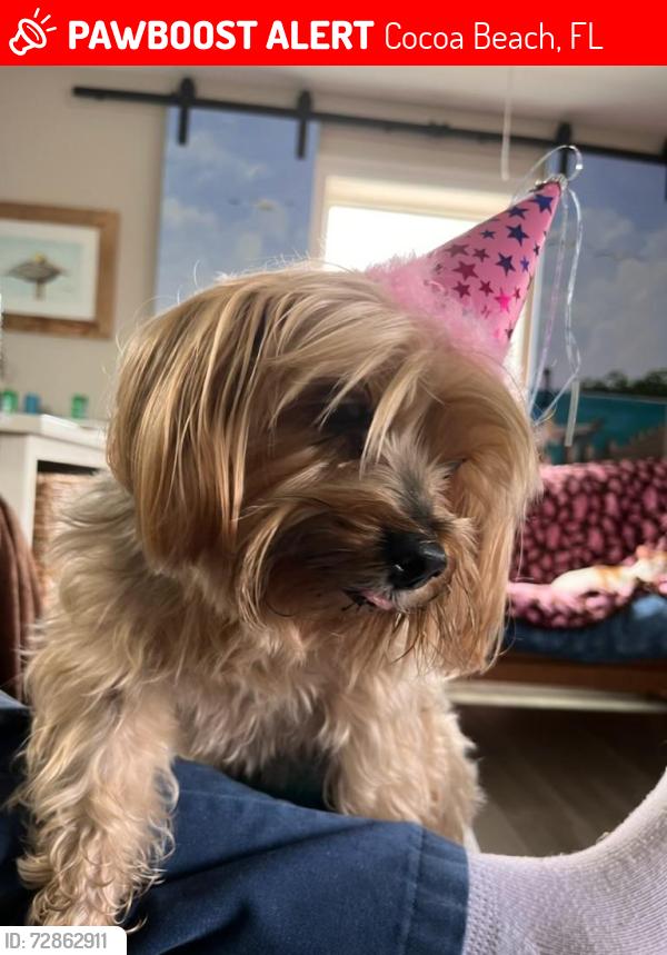 Lost Female Dog last seen Near st S and Brevard Ave, Cocoa Beach, Cocoa Beach, FL 32931