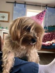 Lost Female Dog last seen Near st S and Brevard Ave, Cocoa Beach, Cocoa Beach, FL 32931