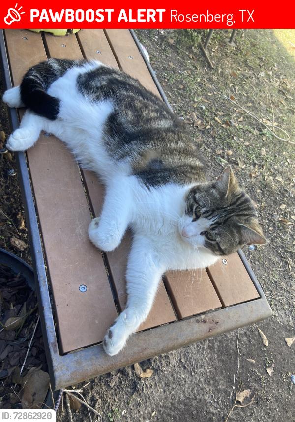 Lost Male Cat last seen Macario García park, Rosenberg, TX 77471