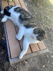 Lost Male Cat last seen Macario García park, Rosenberg, TX 77471