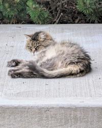 Lost Female Cat last seen Pine Bloom, Lexington, KY 40504