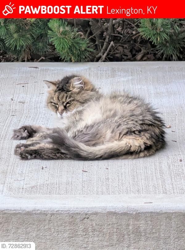 Lost Female Cat last seen Pine Bloom, Lexington, KY 40504
