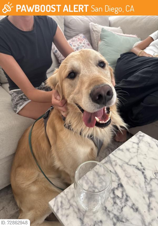 Found/Stray Male Dog last seen Bayard street , San Diego, CA 92109