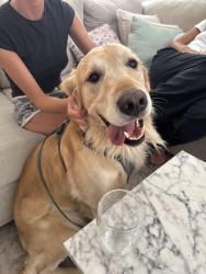 Found/Stray Male Dog last seen Bayard street , San Diego, CA 92109