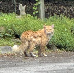 Found/Stray Unknown Cat last seen Nebraska, Newcrest Lane, Oak Ridge, TN 37830