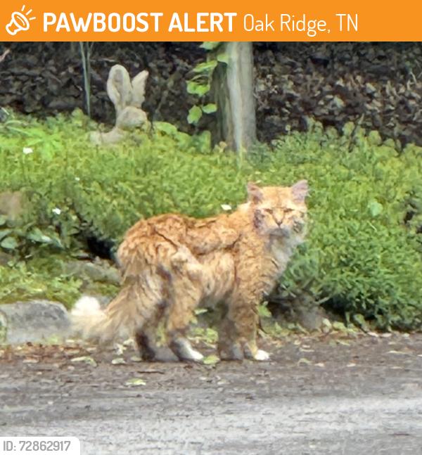 Found/Stray Unknown Cat last seen Nebraska, Newcrest Lane, Oak Ridge, TN 37830