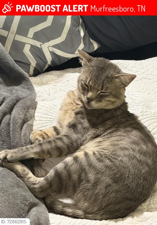 Lost Male Cat last seen Near John R. Rice Blvd and Paws Adoption and 285 John R. Rice Blvd. , Murfreesboro, TN 37129