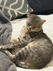 Lost Male Cat last seen Near John R. Rice Blvd and Paws Adoption and 285 John R. Rice Blvd. , Murfreesboro, TN 37129
