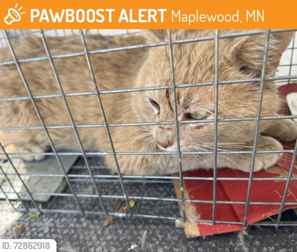 Found/Stray Male Cat last seen ALS Auto Shop, Frost Ave, Maplewood, MN 55109, Maplewood, MN 55109