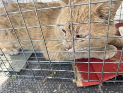 Found/Stray Male Cat last seen ALS Auto Shop, Frost Ave, Maplewood, MN 55109, Maplewood, MN 55109