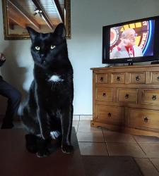Lost Male Cat last seen Grassmere road, Blackpool, England FY1