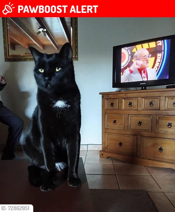 Lost Male Cat last seen Grassmere road, Blackpool, England FY1