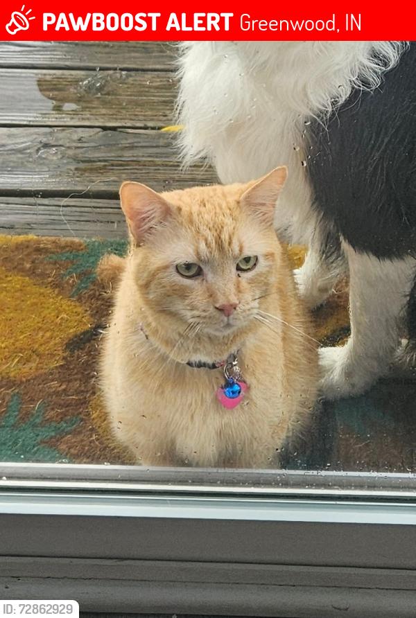 Lost Male Cat last seen Stones Crossing & 135.  His side kind of looks like , Greenwood, IN 46143