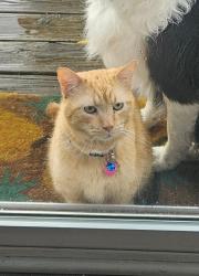 Lost Male Cat last seen Stones Crossing & 135.  His side kind of looks like , Greenwood, IN 46143