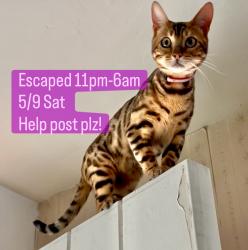 Lost Male Cat last seen Harbinson Ave, Vassar Ave, La Mesa, CA 91942