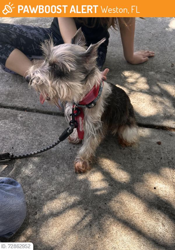 Found/Stray Female Dog last seen Racquet club rd, Weston, FL 33326