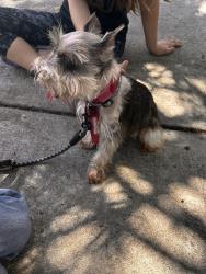 Found/Stray Female Dog last seen Racquet club rd, Weston, FL 33326