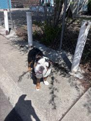 Found/Stray Unknown Dog last seen Chaffee Park, Denver, CO 80221