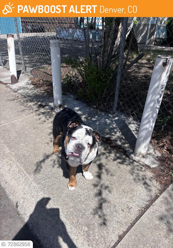 Found/Stray Unknown Dog last seen Chaffee Park, Denver, CO 80221