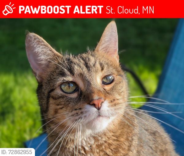 Lost Male Cat last seen Holy Cross Lutheran Church, St. Cloud, MN 56301