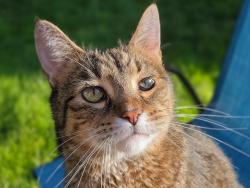 Lost Male Cat last seen Holy Cross Lutheran Church, St. Cloud, MN 56301