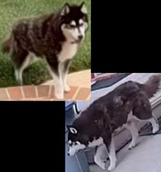 Reunited Unknown Dog last seen Near the dead end of Biltmore Forest Drive in Matthews Plantation neighborhood, Matthews, NC 28105