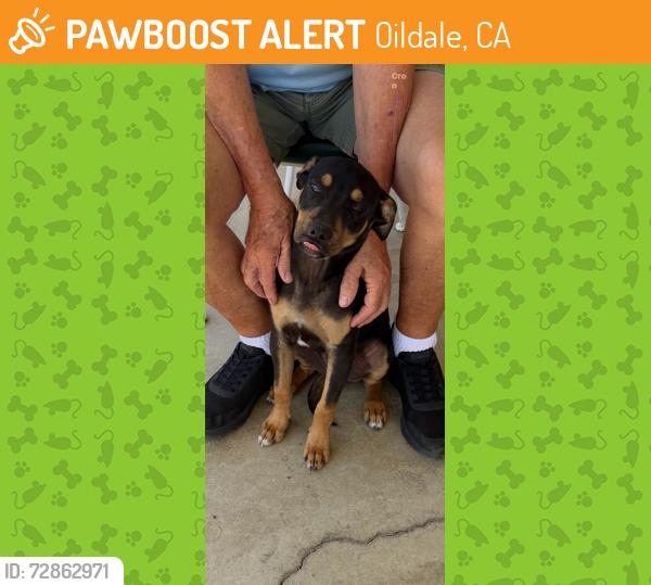 Found/Stray Male Dog last seen North Chester & Merle  Haggard, Oildale, CA 93308