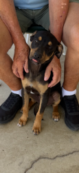 Found/Stray Male Dog last seen North Chester & Merle  Haggard, Oildale, CA 93308