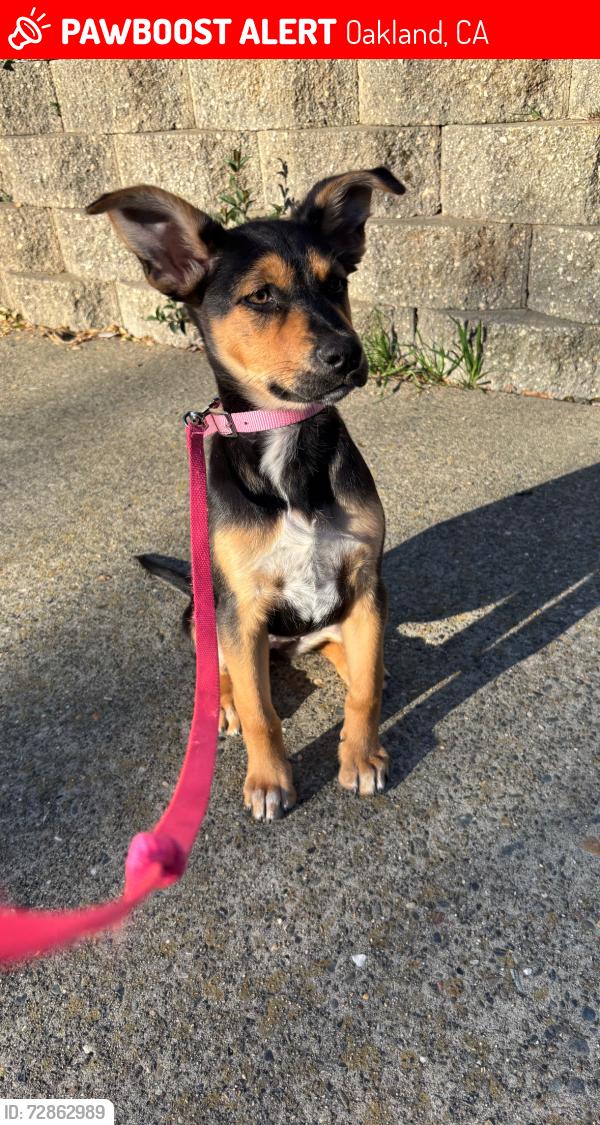 Lost Female Dog last seen International Blvd Oakland, CA  94606 United States, San Leandro, CA 94577