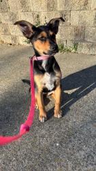 Lost Female Dog last seen International Blvd Oakland, CA  94606 United States, San Leandro, CA 94577