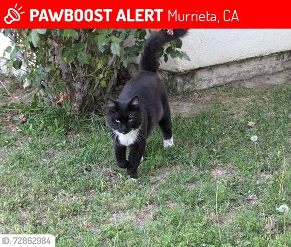 Lost Male Cat last seen Los Alamos Rd @ Hancock Ave, Murrieta, CA 92562