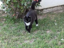 Lost Male Cat last seen Los Alamos Rd @ Hancock Ave, Murrieta, CA 92562