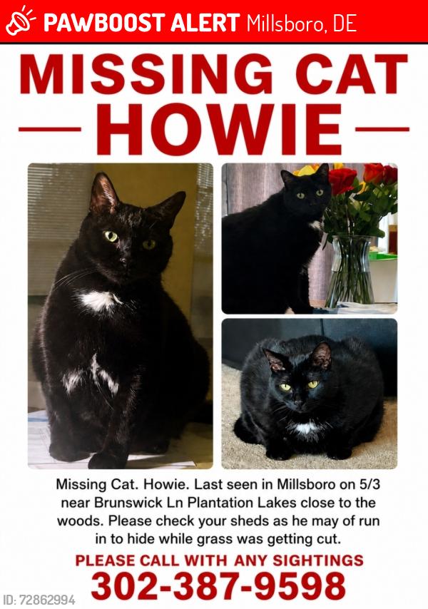 Lost Male Cat last seen Brunswick lane Millsboro DE, Millsboro, DE 19966