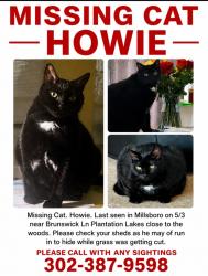Lost Male Cat last seen Brunswick lane Millsboro DE, Millsboro, DE 19966
