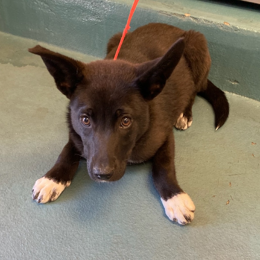 Shelter Stray Female Dog last seen , Memphis, TN 38133