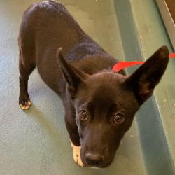 Shelter Stray Female Dog last seen , Memphis, TN 38133