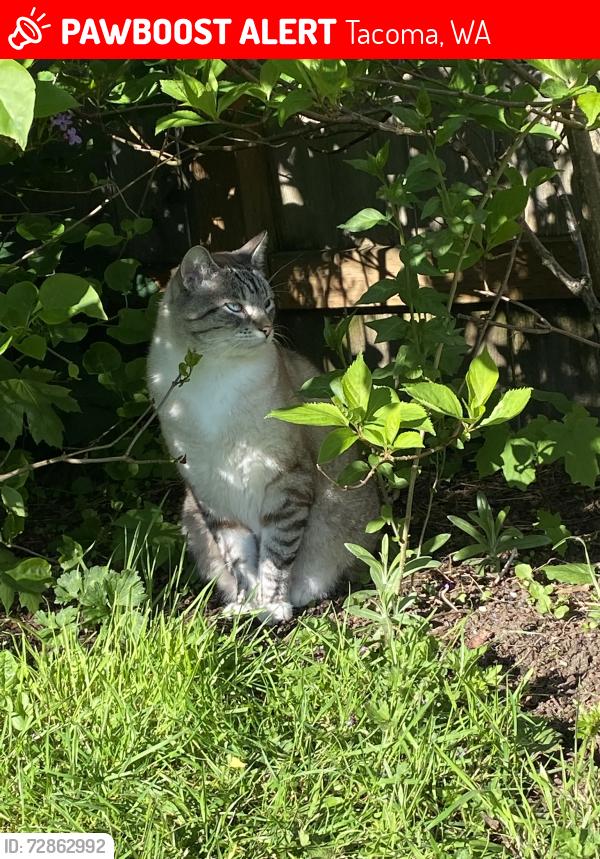 Lost Male Cat last seen 7th & Sprague, Tacoma, WA 98405